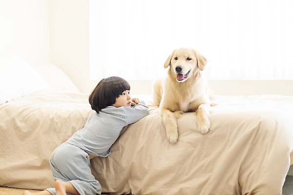 포토 JPG 전신 한마리 응시 남자 행복 반려견 어린이 엎드리기 한명 옆모습 반려동물 화목 다정 침실 한국인 침대 골든리트리버 강아지 즐거움 반려 소년한명만 국내포토 동물 1 시선 감정 뷰포인트 가구 컨셉 모션 사람 동양인 개 리트리버 남자한명만 소년만 파일형식
