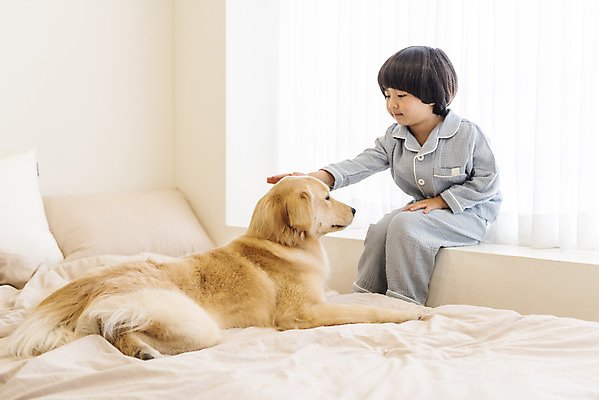 포토 JPG 전신 한마리 남자 행복 반려견 어린이 엎드리기 한명 앉기 옆모습 반려동물 화목 다정 침실 한국인 침대 골든리트리버 강아지 즐거움 창틀 반려 소년한명만 쓰다듬기 국내포토 동물 1 감정 뷰포인트 가구 컨셉 창문 모션 사람 동양인 개 리트리버 남자한명만 소년만 파일형식