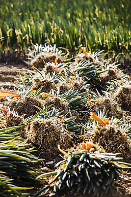 포토 JPG 주간 채소 사람없음 야외 전라남도 특산물 지역 파 대파 진도 파밭 국내포토 자연요소 밭 전라도 파일형식