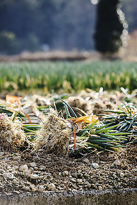 포토 JPG 주간 채소 사람없음 야외 아웃포커스 전라남도 특산물 지역 파 대파 진도 파밭 국내포토 자연요소 밭 촬영기법 전라도 파일형식