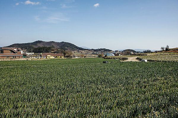 포토 JPG 주간 무료이미지 채소 사람없음 야외 전라남도 특산물 지역 파 대파 진도 파밭 국내포토 자연요소 밭 전라도 파일형식