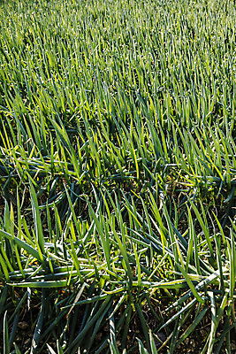 포토 JPG 주간 채소 사람없음 야외 전라남도 특산물 지역 파 대파 진도 파밭 국내포토 자연요소 밭 전라도 파일형식