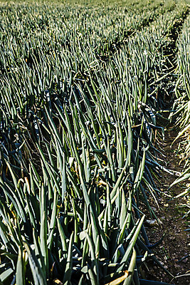 포토 JPG 주간 채소 사람없음 야외 전라남도 특산물 지역 파 대파 진도 파밭 국내포토 자연요소 밭 전라도 파일형식