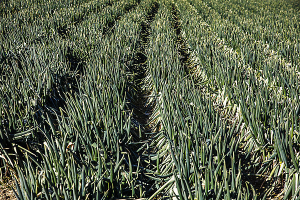포토 JPG 주간 채소 사람없음 야외 전라남도 특산물 지역 파 대파 진도 파밭 국내포토 자연요소 밭 전라도 파일형식