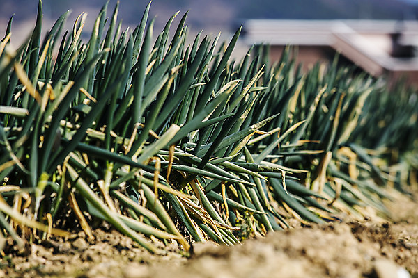 포토 JPG 주간 채소 근접촬영 사람없음 야외 전라남도 특산물 지역 파 대파 진도 파밭 국내포토 자연요소 뷰포인트 밭 전라도 파일형식