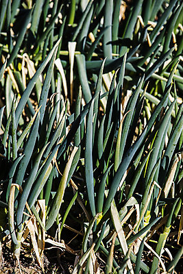 포토 JPG 주간 채소 근접촬영 사람없음 야외 전라남도 특산물 지역 파 대파 진도 파밭 국내포토 자연요소 뷰포인트 밭 전라도 파일형식