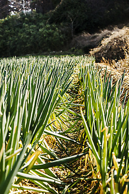 포토 JPG 주간 채소 사람없음 야외 전라남도 특산물 지역 파 대파 진도 파밭 국내포토 자연요소 밭 전라도 파일형식