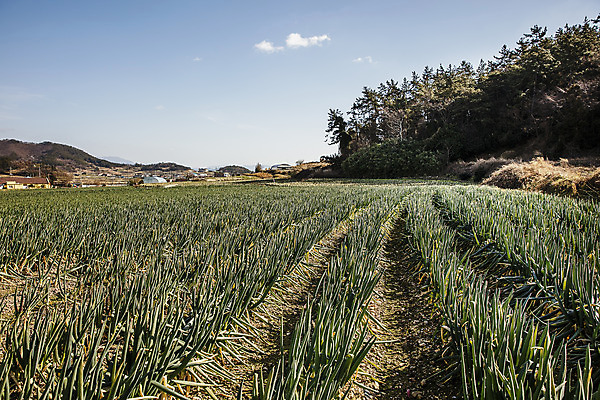 포토 JPG 주간 채소 사람없음 야외 전라남도 특산물 지역 파 대파 진도 파밭 국내포토 자연요소 밭 전라도 파일형식