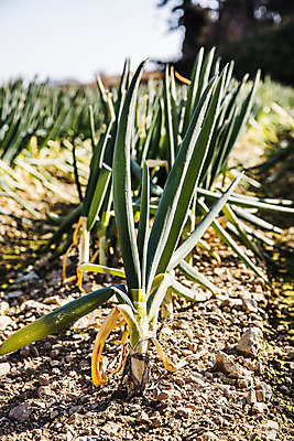 포토 JPG 주간 채소 근접촬영 사람없음 야외 전라남도 특산물 지역 파 대파 진도 파밭 국내포토 자연요소 뷰포인트 밭 전라도 파일형식