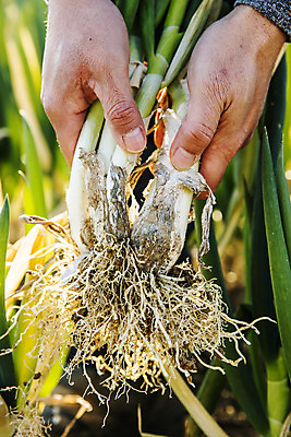포토 JPG 주간 손 채소 근접촬영 야외 신체부위 전라남도 특산물 지역 파 대파 진도 파밭 국내포토 자연요소 뷰포인트 밭 사람 전라도 파일형식