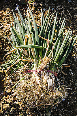 포토 JPG 주간 채소 사람없음 야외 전라남도 특산물 지역 파 대파 진도 파밭 국내포토 자연요소 밭 전라도 파일형식