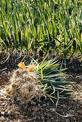 포토 JPG 주간 채소 사람없음 야외 전라남도 특산물 지역 파 대파 진도 파밭 국내포토 자연요소 밭 전라도 파일형식