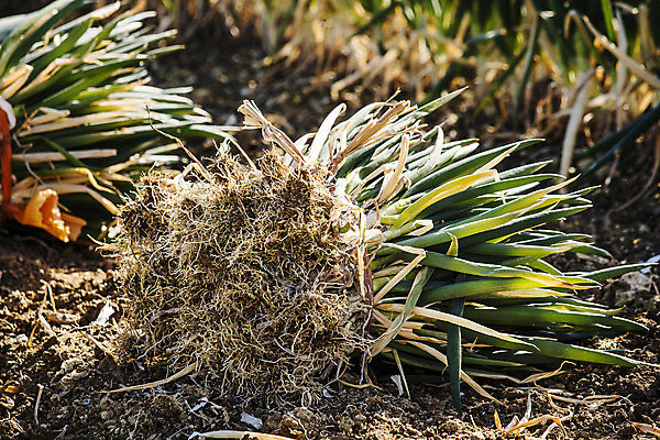 포토 JPG 주간 채소 사람없음 야외 전라남도 특산물 지역 파 대파 진도 파밭 국내포토 자연요소 밭 전라도 파일형식