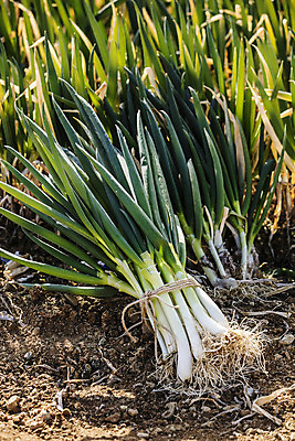 포토 JPG 주간 채소 사람없음 야외 전라남도 특산물 지역 파 대파 진도 파밭 국내포토 자연요소 밭 전라도 파일형식