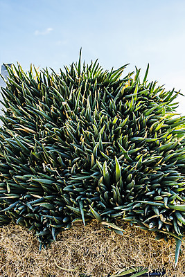 포토 JPG 주간 채소 근접촬영 사람없음 야외 전라남도 특산물 지역 파 대파 진도 파밭 국내포토 자연요소 뷰포인트 밭 전라도 파일형식