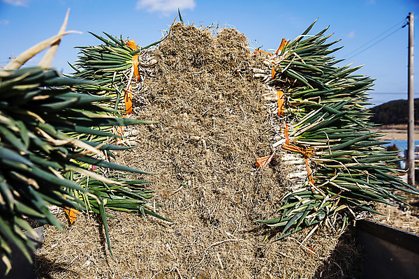 포토 JPG 주간 채소 사람없음 야외 전라남도 특산물 지역 파 대파 진도 파밭 국내포토 자연요소 밭 전라도 파일형식