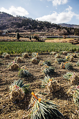 포토 JPG 주간 채소 사람없음 야외 전라남도 특산물 지역 파 대파 진도 파밭 국내포토 자연요소 밭 전라도 파일형식