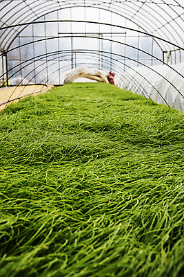 포토 JPG 주간 채소 사람없음 야외 충청남도 특산물 지역 비닐하우스 태안 달래 제철 제철음식 국내포토 자연요소 음식 농업 충청도 파일형식