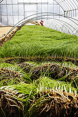 포토 JPG 주간 채소 사람없음 야외 충청남도 특산물 지역 비닐하우스 태안 달래 제철 제철음식 국내포토 자연요소 음식 농업 충청도 파일형식