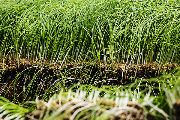 포토 JPG 주간 채소 근접촬영 사람없음 야외 충청남도 특산물 지역 비닐하우스 태안 달래 제철 제철음식 국내포토 자연요소 음식 뷰포인트 농업 충청도 파일형식