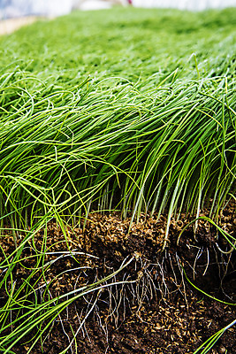 포토 JPG 주간 채소 근접촬영 사람없음 야외 충청남도 특산물 지역 비닐하우스 태안 달래 제철 제철음식 국내포토 자연요소 음식 뷰포인트 농업 충청도 파일형식