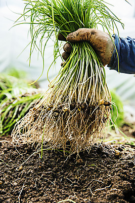 포토 JPG 주간 채소 사람없음 야외 잡기 충청남도 특산물 지역 비닐하우스 태안 달래 제철 제철음식 국내포토 자연요소 음식 농업 모션 충청도 파일형식