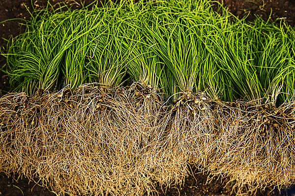 포토 JPG 주간 채소 사람없음 야외 하이앵글 충청남도 특산물 지역 태안 달래 제철 제철음식 국내포토 자연요소 음식 뷰포인트 충청도 파일형식