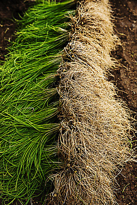 포토 JPG 주간 채소 사람없음 야외 충청남도 특산물 지역 태안 달래 제철 제철음식 국내포토 자연요소 음식 충청도 파일형식