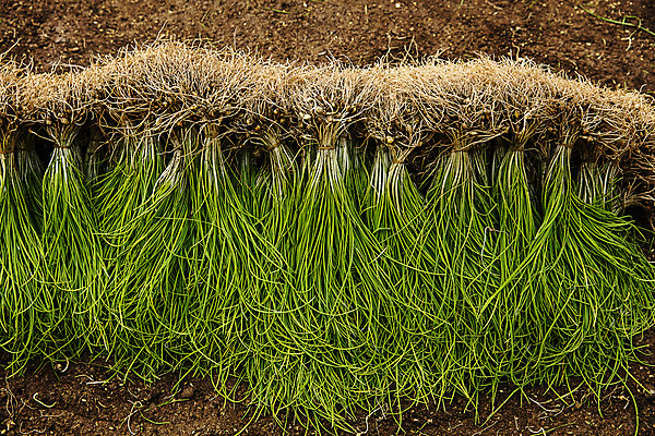 포토 JPG 주간 채소 사람없음 야외 하이앵글 충청남도 특산물 지역 태안 달래 제철 제철음식 국내포토 자연요소 음식 뷰포인트 충청도 파일형식