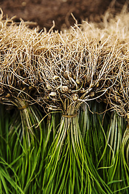 포토 JPG 주간 채소 사람없음 야외 충청남도 특산물 지역 태안 달래 제철 제철음식 국내포토 자연요소 음식 충청도 파일형식