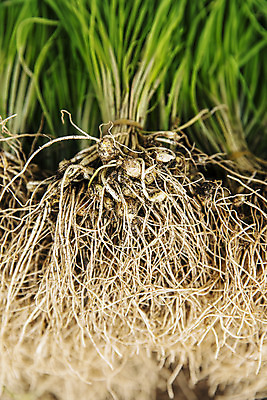 포토 JPG 주간 채소 근접촬영 사람없음 야외 하이앵글 충청남도 특산물 지역 태안 달래 제철 제철음식 국내포토 자연요소 음식 뷰포인트 충청도 파일형식