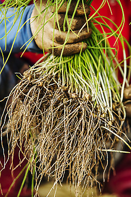 포토 JPG 주간 손 채소 근접촬영 야외 신체부위 잡기 충청남도 특산물 지역 태안 달래 제철 제철음식 국내포토 자연요소 음식 뷰포인트 모션 사람 충청도 파일형식