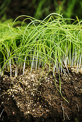 포토 JPG 주간 채소 근접촬영 사람없음 야외 충청남도 특산물 지역 태안 달래 제철 제철음식 국내포토 자연요소 음식 뷰포인트 충청도 파일형식