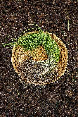 포토 JPG 주간 채소 사람없음 야외 하이앵글 바구니 흙 충청남도 특산물 지역 태안 달래 제철 제철음식 국내포토 자연요소 음식 뷰포인트 충청도 파일형식