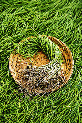 포토 JPG 주간 채소 사람없음 야외 초록색 하이앵글 바구니 충청남도 특산물 지역 태안 달래 제철 제철음식 국내포토 자연요소 음식 뷰포인트 컬러 충청도 파일형식