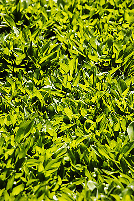 포토 JPG 주간 채소 근접촬영 사람없음 야외 특산물 나물 강원도 지역 홍천 명이나물 국내포토 자연요소 뷰포인트 한국 파일형식