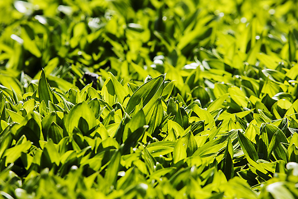 포토 JPG 주간 채소 근접촬영 사람없음 야외 특산물 나물 강원도 지역 홍천 명이나물 국내포토 자연요소 뷰포인트 한국 파일형식