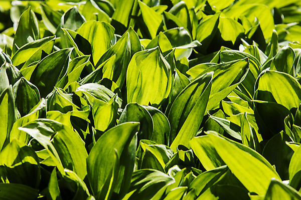 포토 JPG 주간 채소 근접촬영 사람없음 야외 특산물 나물 강원도 지역 홍천 명이나물 국내포토 자연요소 뷰포인트 한국 파일형식