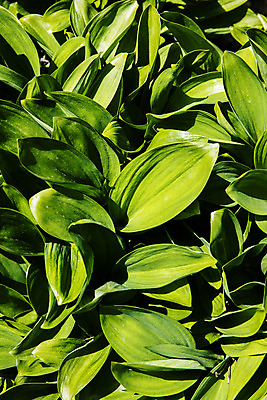 포토 JPG 주간 채소 근접촬영 사람없음 야외 특산물 나물 강원도 지역 홍천 명이나물 국내포토 자연요소 뷰포인트 한국 파일형식