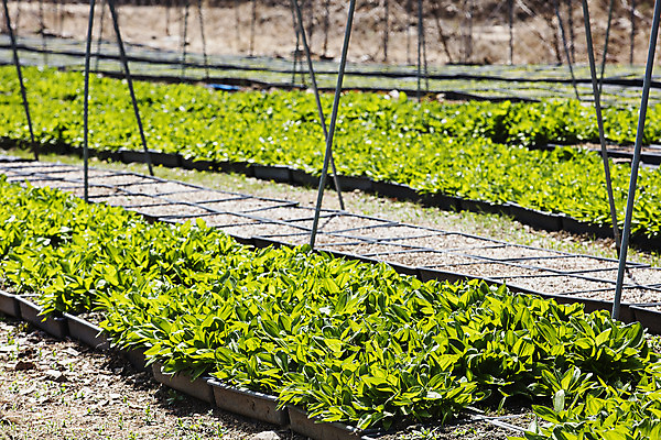 포토 JPG 주간 채소 사람없음 야외 특산물 나물 강원도 지역 비닐하우스 홍천 명이나물 국내포토 자연요소 농업 한국 파일형식