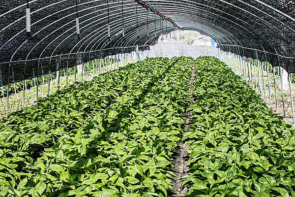 포토 JPG 주간 채소 사람없음 야외 특산물 나물 강원도 지역 비닐하우스 홍천 명이나물 국내포토 자연요소 농업 한국 파일형식