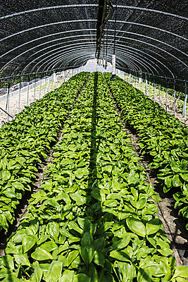 포토 JPG 주간 채소 사람없음 야외 특산물 나물 강원도 지역 비닐하우스 홍천 명이나물 국내포토 자연요소 농업 한국 파일형식