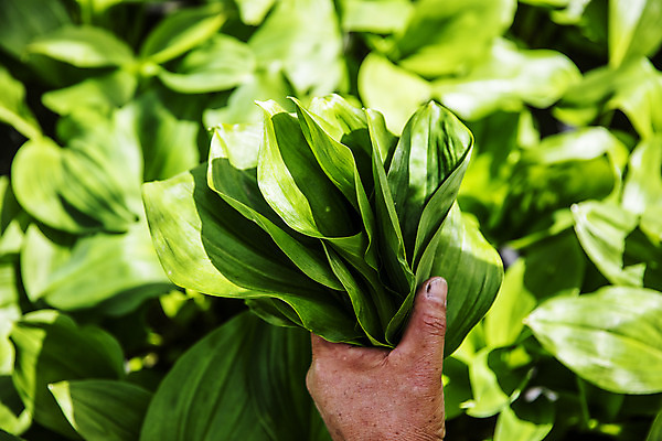포토 JPG 주간 채소 들기 근접촬영 사람없음 야외 아웃포커스 특산물 나물 강원도 지역 홍천 명이나물 국내포토 자연요소 뷰포인트 모션 한국 촬영기법 파일형식