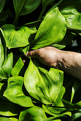포토 JPG 주간 손 채소 들기 근접촬영 야외 아웃포커스 신체부위 특산물 나물 강원도 지역 홍천 명이나물 국내포토 자연요소 뷰포인트 모션 한국 촬영기법 사람 파일형식