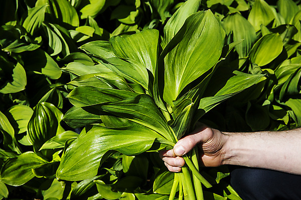 포토 JPG 주간 손 채소 들기 근접촬영 야외 아웃포커스 신체부위 특산물 나물 강원도 지역 홍천 명이나물 국내포토 자연요소 뷰포인트 모션 한국 촬영기법 사람 파일형식
