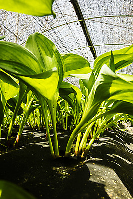 포토 JPG 주간 채소 근접촬영 사람없음 야외 특산물 나물 강원도 지역 비닐하우스 홍천 명이나물 국내포토 자연요소 뷰포인트 농업 한국 파일형식