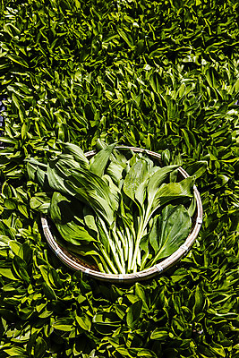 포토 JPG 주간 채소 사람없음 야외 바구니 특산물 나물 강원도 지역 홍천 명이나물 국내포토 자연요소 한국 파일형식