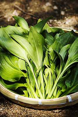 포토 JPG 주간 채소 근접촬영 사람없음 야외 바구니 특산물 나물 강원도 지역 홍천 명이나물 국내포토 자연요소 뷰포인트 한국 파일형식