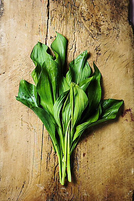 포토 JPG 주간 채소 사람없음 야외 하이앵글 특산물 나물 강원도 지역 홍천 명이나물 국내포토 자연요소 뷰포인트 한국 파일형식