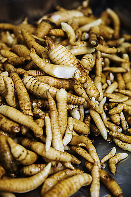 포토 JPG 주간 채소 근접촬영 사람없음 야외 아웃포커스 전라북도 특산물 지역 마 무주 천마 국내포토 자연요소 뷰포인트 촬영기법 전라도 파일형식